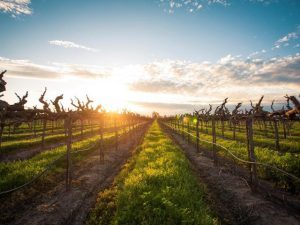 A large vineyard in Lodi, Ca