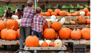 Pumpkin Patch