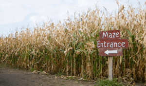 Corn Maze