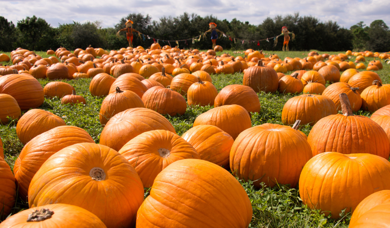 The Best Pumpkin Patches Near SigHomes Communities