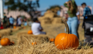 Pumpkin Patch, Signature Homes