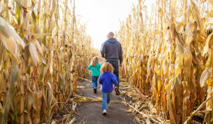 Pumpkin Patch, Signature Homes