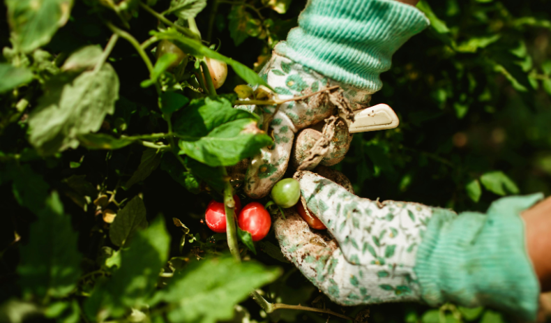 Tips for Planting an Edible Garden at Home